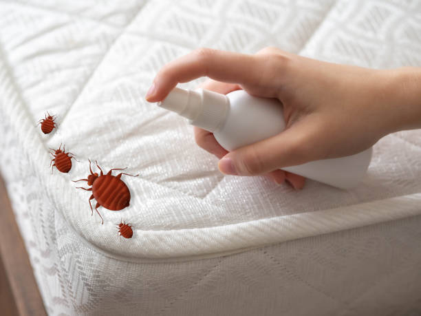 Best Wasp Removal Services  in New Pek, IN